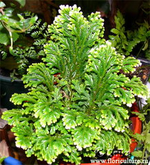 سلاژینلا مارتنسی